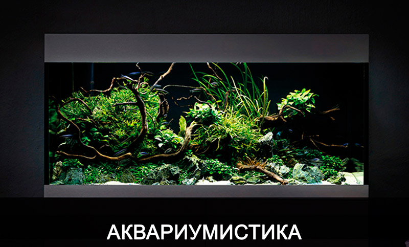 Аквариумистика