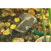 Насос для пруда, ручья и водопада AquaMax Eco Premium 13000 с двумя заборами воды - 75925 Насос для пруда, ручья и водопада AquaMax Eco Premium 13000 с двумя заборами воды - 75925